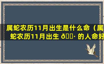 属蛇农历11月出生是什么命（属蛇农历11月出生 🌷 的人命好不好）